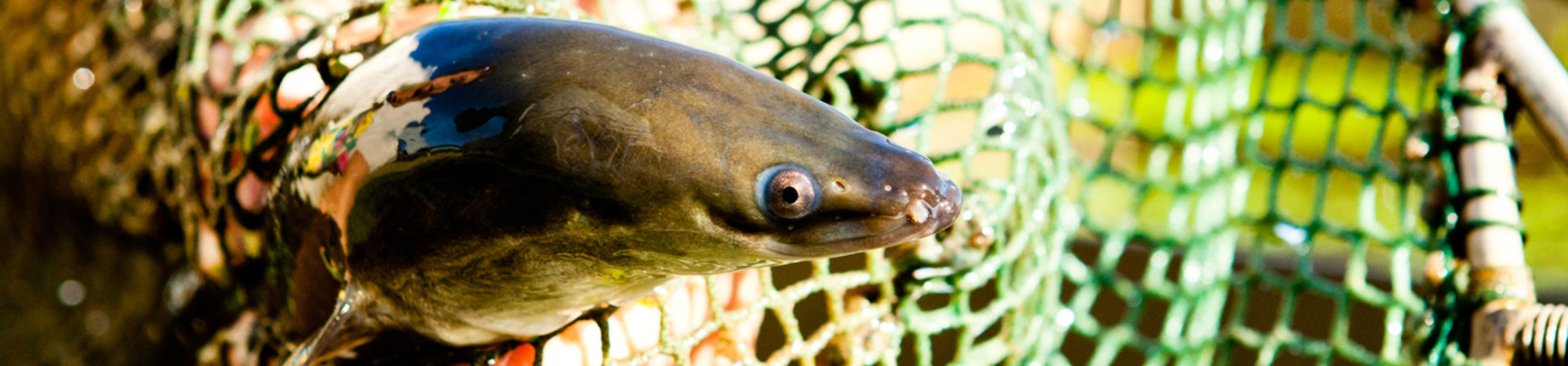 Eels in net