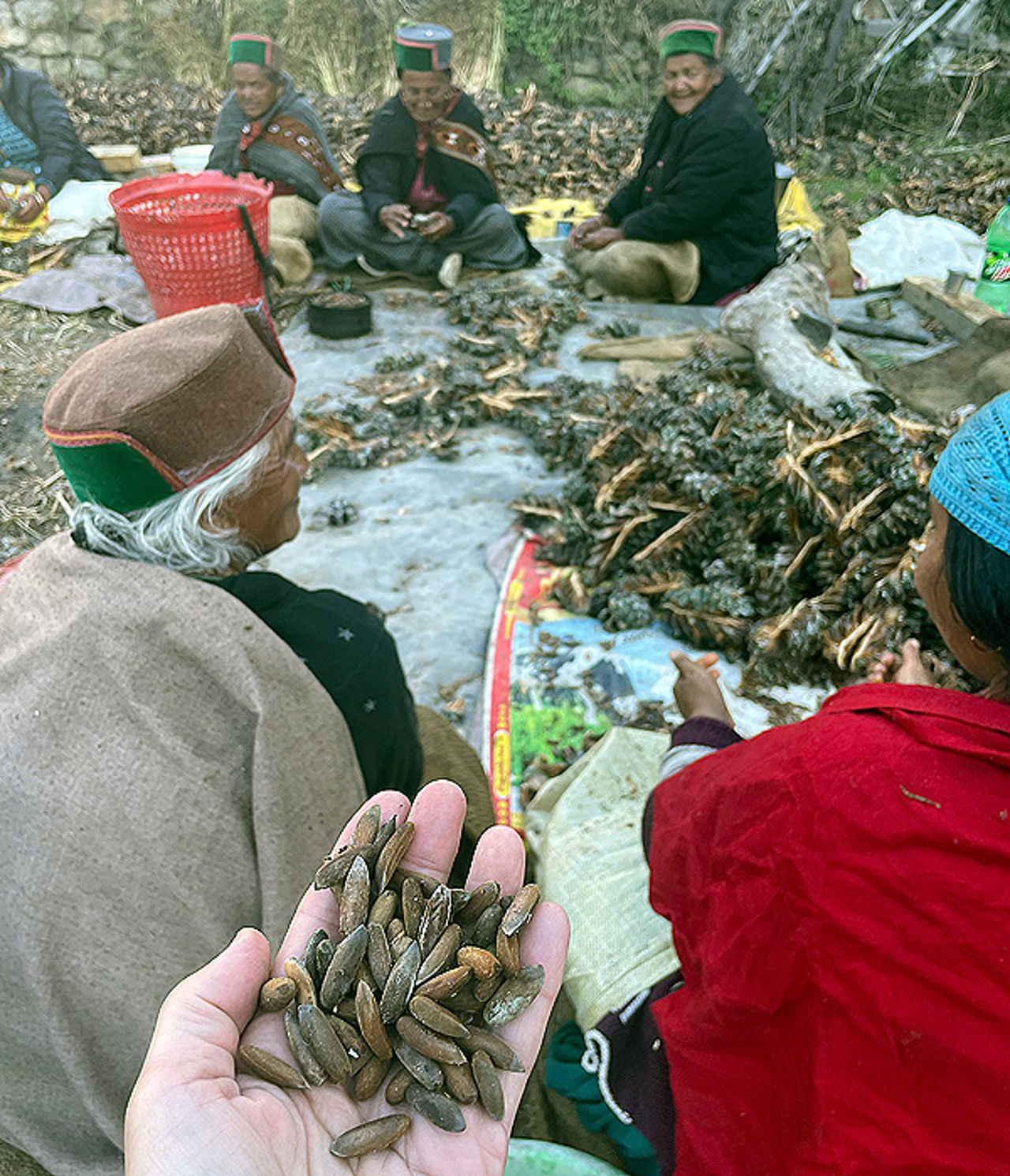 Pinjekjerner på markedet